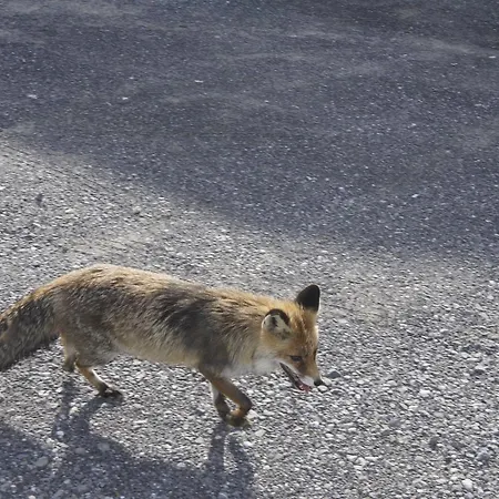 Baerghuus Vandrarhem