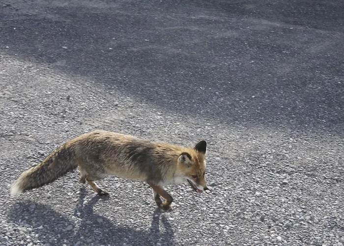 Baerghuus Vandrarhem